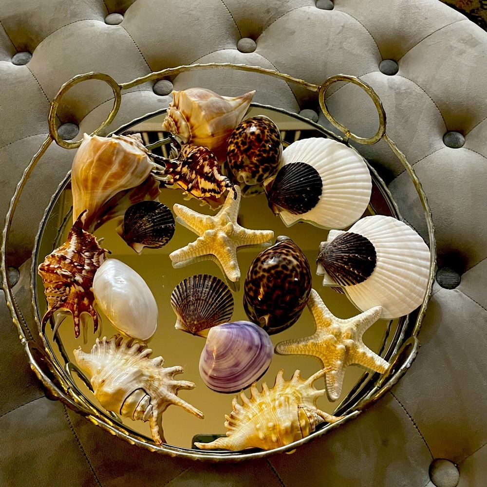 Very unique Sea Shell decor